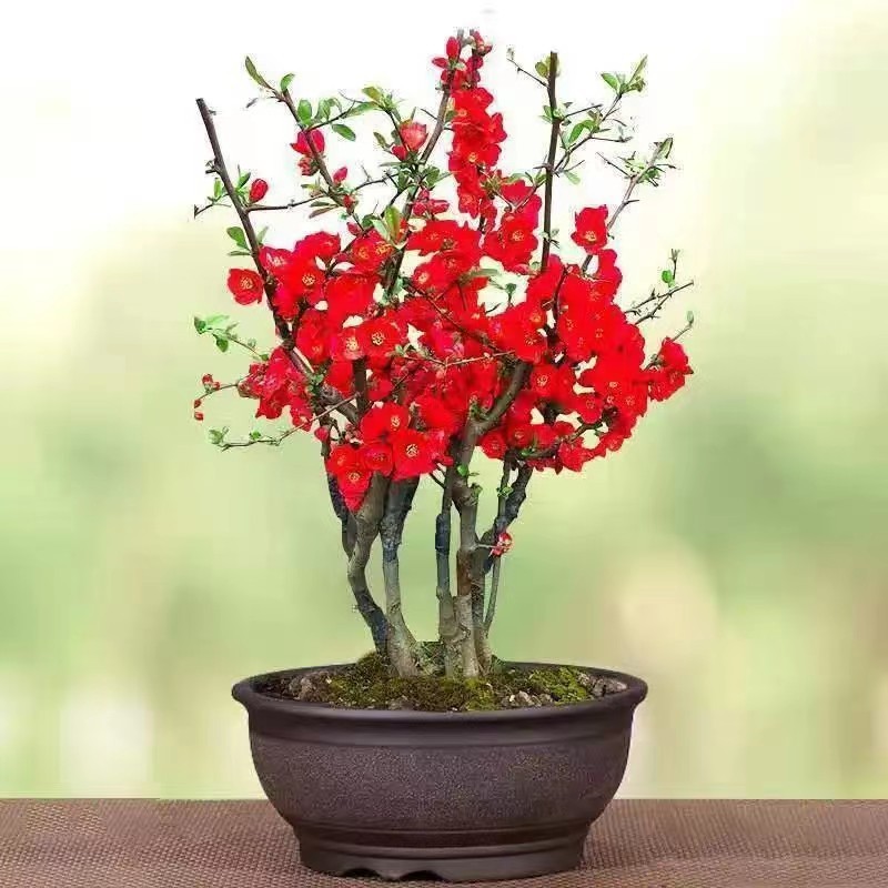 /O1CN01MEXYDO29WrfDAbHHi_!!2219372428076-0-cib.jpg?x-oss-process=image/format,png