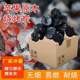 Date charcoal 2.5kg plus two ignition blocks