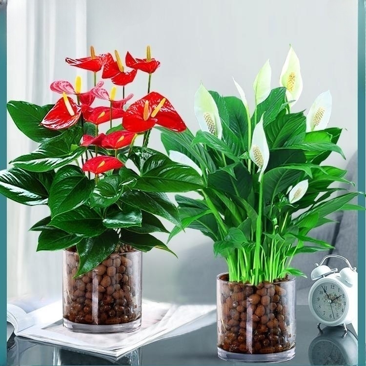 [2포트 패키지] 특급 안스리움 + 특급 화이트 팜 + [원형통 2개 + 세람사이트] + 영양액