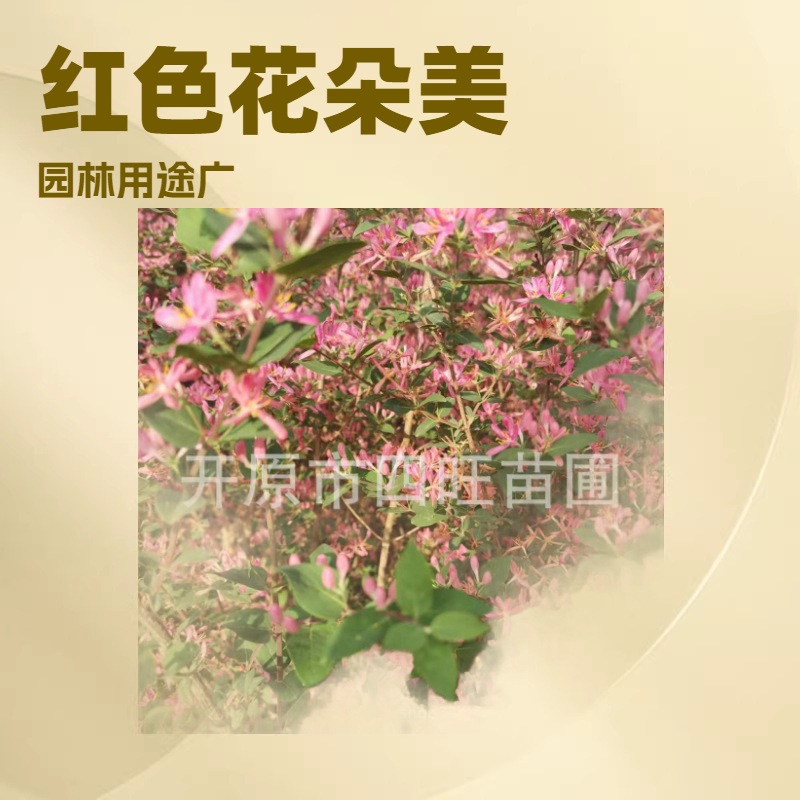 2026耐寒丛生金银木 蓝叶忍冬 红花金银忍冬球树苗产地供应
