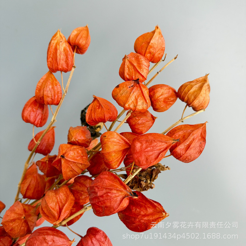 Natural Dried Berries and Flowers, Wabi-Sabi Style, Light Luxury, High-End Home Decor, Flower Arrangement DIY Materials Natural Dried Berries and Flowers, Wabi-Sabi Style, Light Luxury, High-End Home Decor, Flower Arrangement DIY Materials