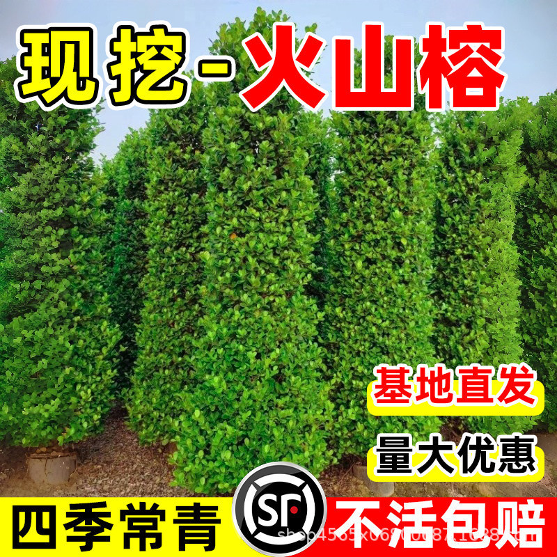 Volcanic Banyan Money Banyan Tree Seedlings for Courtyard and Wall Greening, Evergreen Hedges, Road Engineering Greening, Easy to Survive