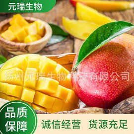 厂家供应批发植物提取物 扬州元瑞生物芒果提取 供应芒果提取液