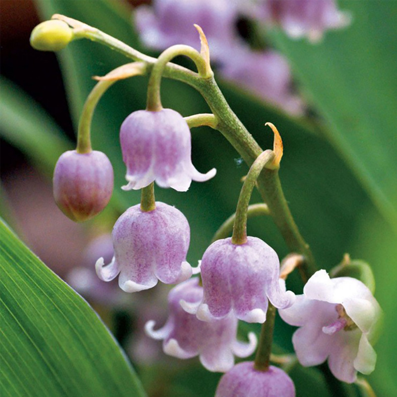 Semillas de flores, plantas resistentes a las heladas y fáciles de vivir, semillas resistentes al frío importadas, plantas verdes con flores en todas las estaciones, semillas de lirio de los valles