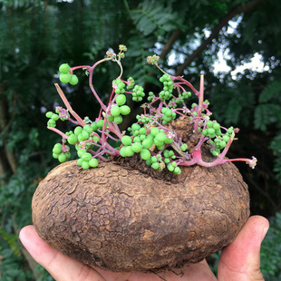 Mountain Turtle Climbing Vine Gold Does Not Change Red Vine Blood Vine Potted Hydroponic Soil Culture Office Balcony Fortune Plant Package Survival