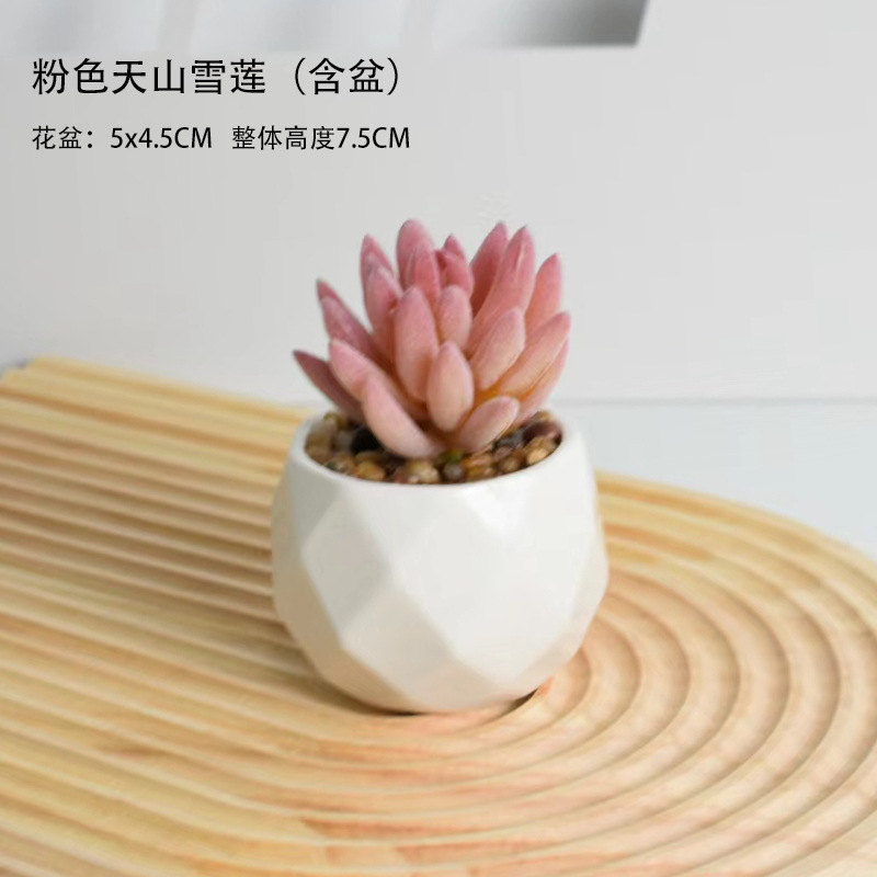 핑크 천산 눈 연꽃 + 세라믹 분지