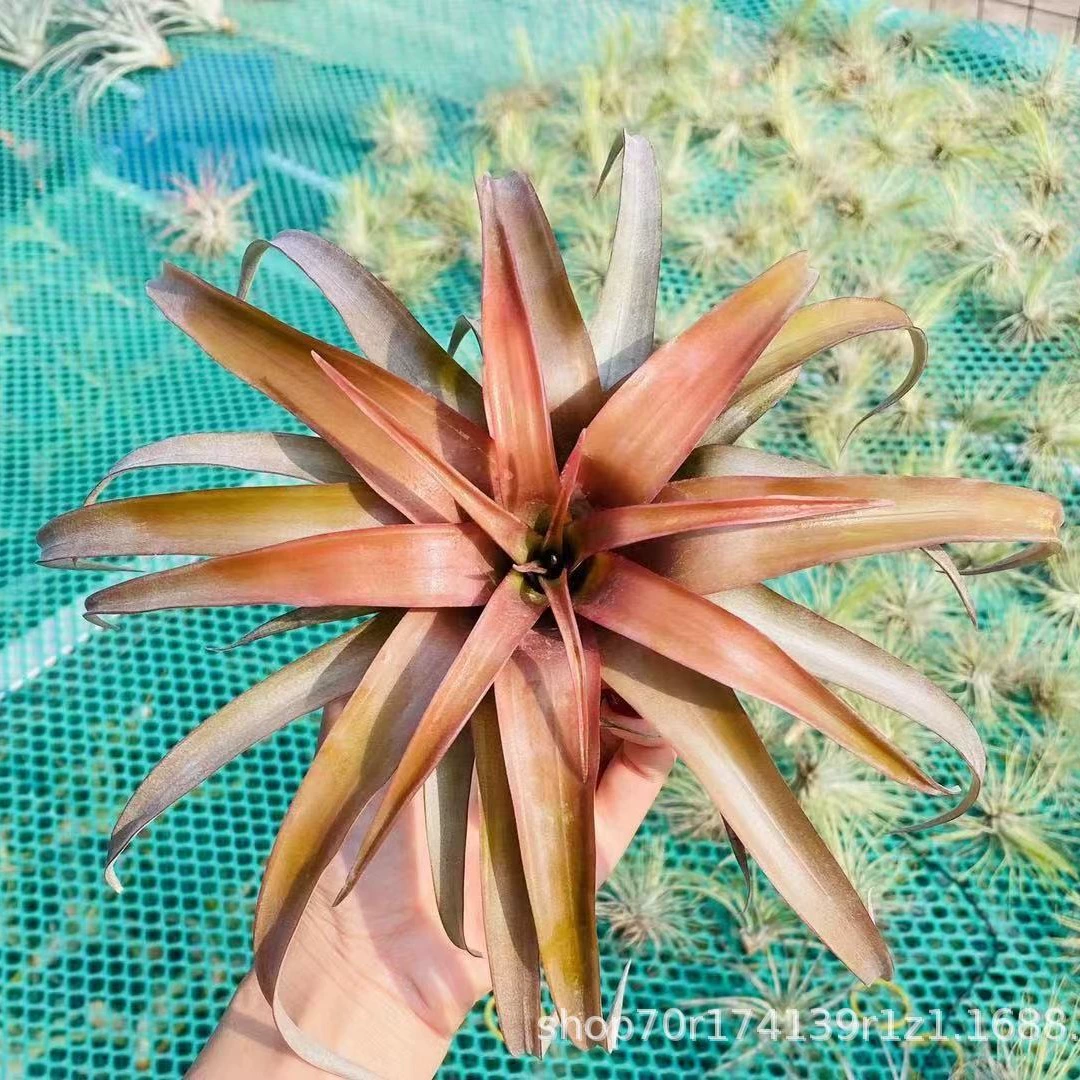 Air Tieran Каби Malone Tieran Зеленое растение Крытый балкон Гостиная Декоративная настенная Орхидея Оптовая Продажа с фабрики