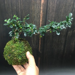 ̦�\��ˮ��ֲ���辰ާ������������Ѵ�������ѩ�R��ݸ���������