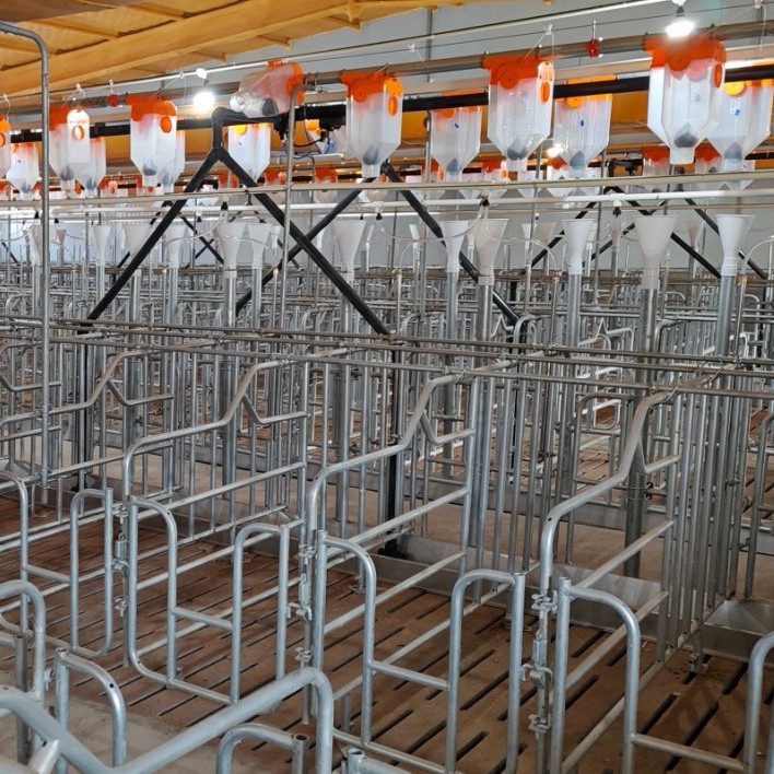 Garantía de 1 año para equipos de crianza de cerdos, columna monomérica, columna de embarazo, columna de posicionamiento de cerdas, cría inteligente y eficiente