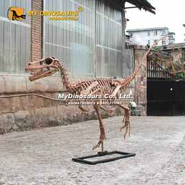 源头厂家直销 3米玻璃钢材料迅猛龙骨架模型 恐龙化石拼装摆件