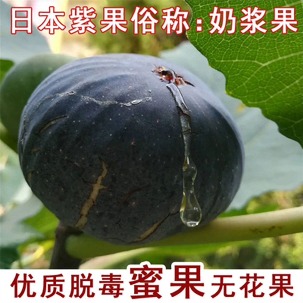 Новый сорт Baraunai Fig Seedling Очень большая рассада Fig Посадка в горшке Фруктовая рассада года