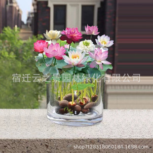 ��ɏ�ɻ�ˮ��N��ɏ���_�ڷN��ˮ��ֲ�ﻨ�N���҃�ˮ�B�����ļ���