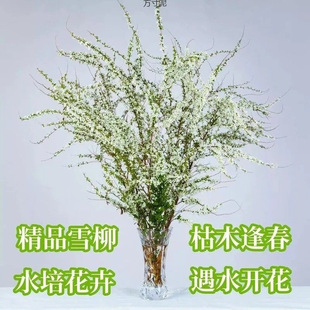 Trendy Fresh Branches of Snow Willow for Blooming in Water, Hydroponic Winter Hardy Flowers, Dried Branches That Bloom When Wet, Indoor Green Plants for Home