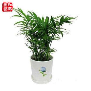Pocket Coconut Tree, Small Potted Plant, Suitable for Hydroponics, Semi-Shade Tolerant, Desktop Small Green Plant, Large Fortune Coconut