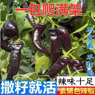 �������N�������N������ζ���ļ����N�Nֲ��Ƥ������ͥԺ�߲˷N��