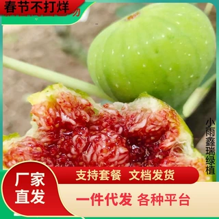 一件代发青皮无花果树果苗芭劳奈金傲芬斯特拉新疆早黄布兰瑞克无