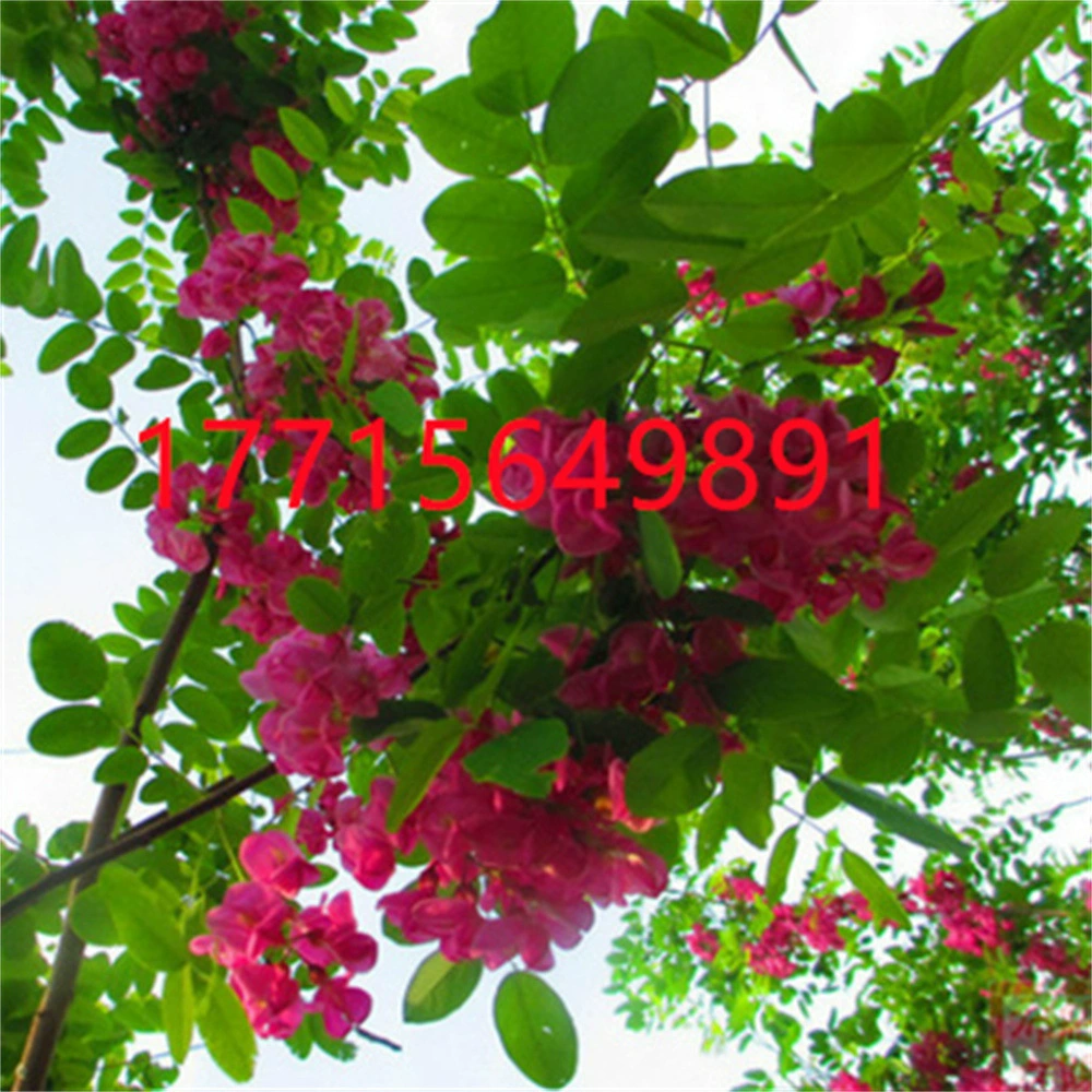 Дерево фугуй Сафлор Софора японская Рассада Софора японская Саженцы Софора японская