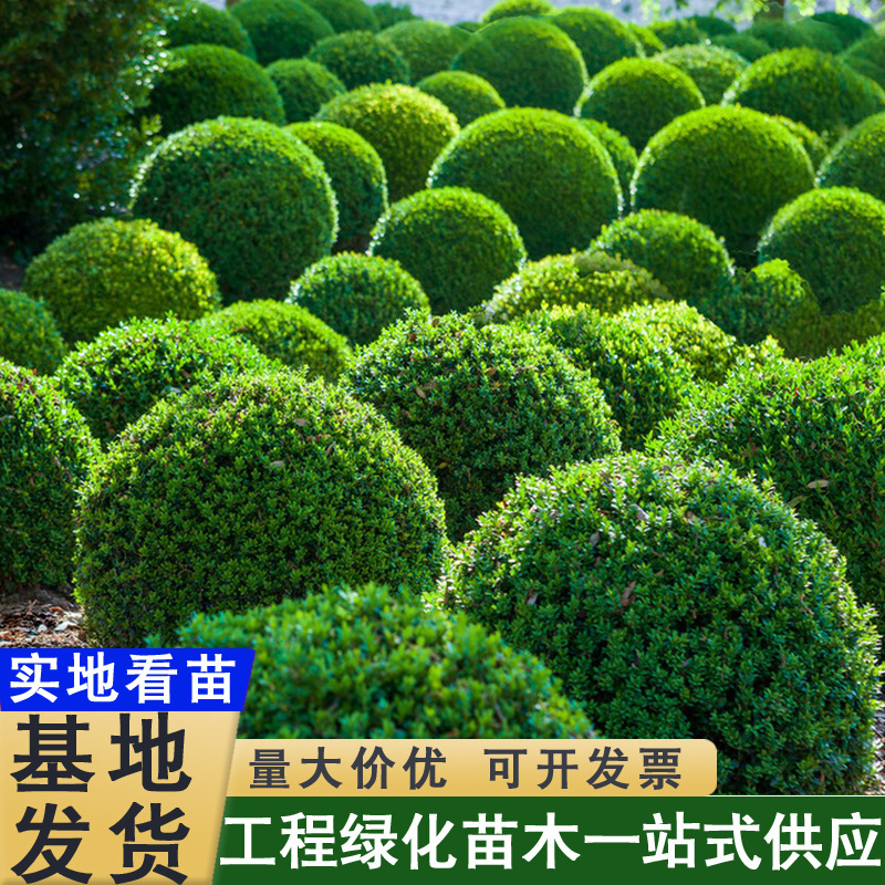 Small-Leaf Ligustrum Shrub for Garden Landscaping, Potted or Ground Planting, Evergreen, Easy to Prune, All-Season Evergreen Small-Leaf Ligustrum