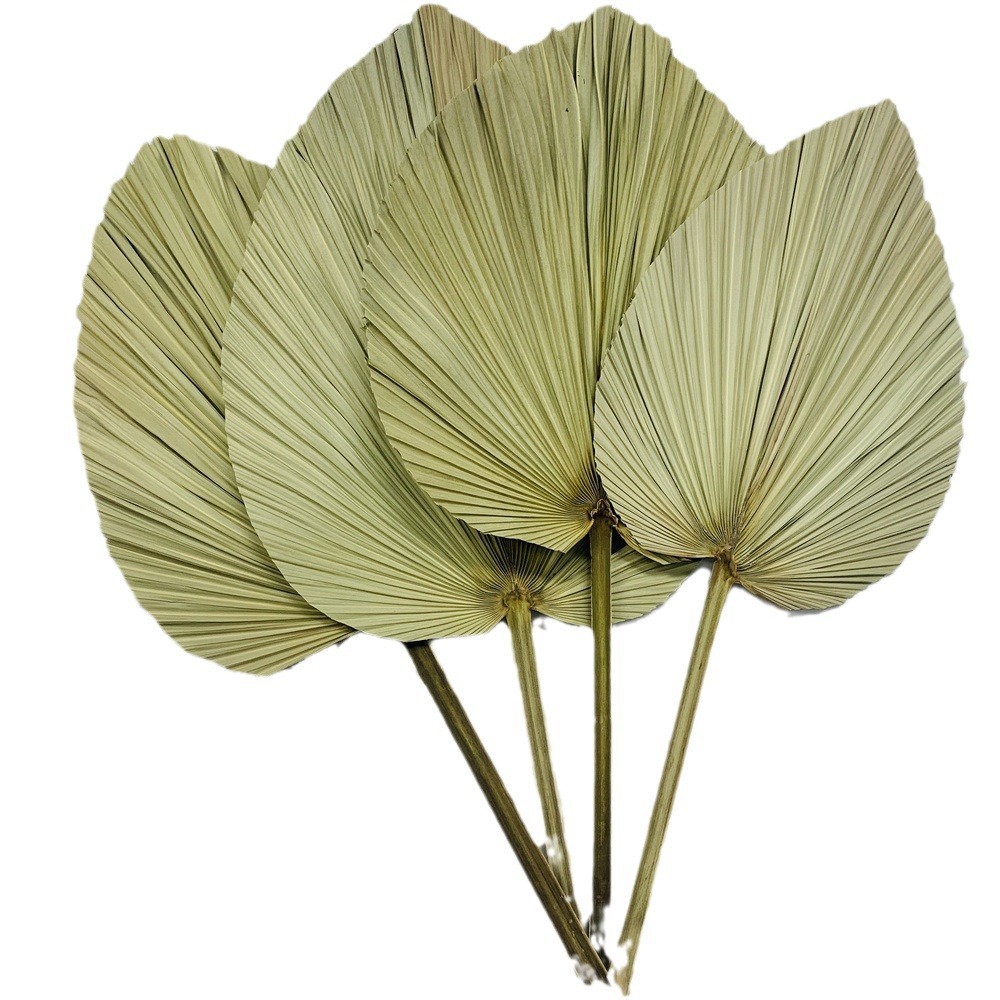 Los fabricantes de hojas de la flor seca de la hoja de la palma de la planta de hoja de la flor seca de la hoja de La Palma