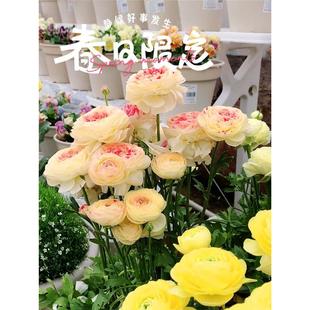 Imported Ranunculus Peony Potted Double-Flowered Bulb Seedlings Seeds Indoor and Outdoor Four-Season Flowering Plants and Florals