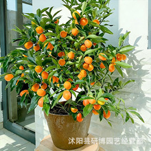 带果脆皮金桔树盆栽树苗阳台四季果树可食用金桔子苗树苗带果常绿