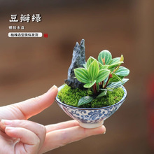 ����С���ԾGֲ�҃ȿ͏d�k���������辰���B�׻�ֲ�ﻨ�܃����՚�