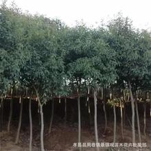 ������ľ�t�~ʯ�m�G���t�~ʯ骘�С��ʯ�ǧ��t�ȹ�ľ�r��