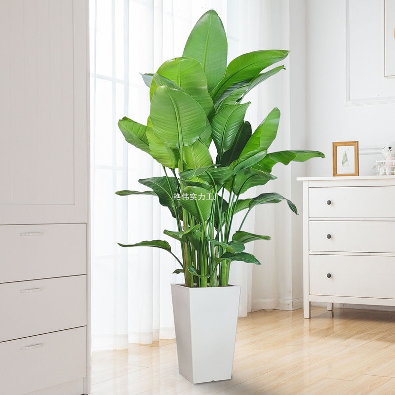 天堂鸟绿植客厅室内好养大型花卉绿植办公室轻奢绿色植物鹤望兰