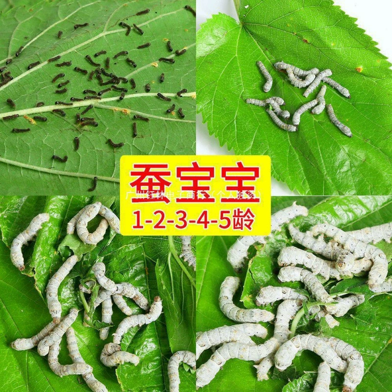 Бесплатная доставка, шелкопряд, детский студенческий набор для разведения шелкопряда, весенний шелкопряд, яйцо, семя, живое животное, эксперимент, натуральный красочный, свежий, нежный, прямые продажи, партия