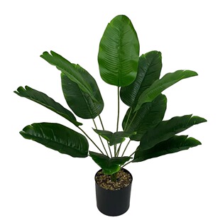 �S�����l����Gֲ12�^���˽� �����B�㽶�~�Gֲ�����b[��