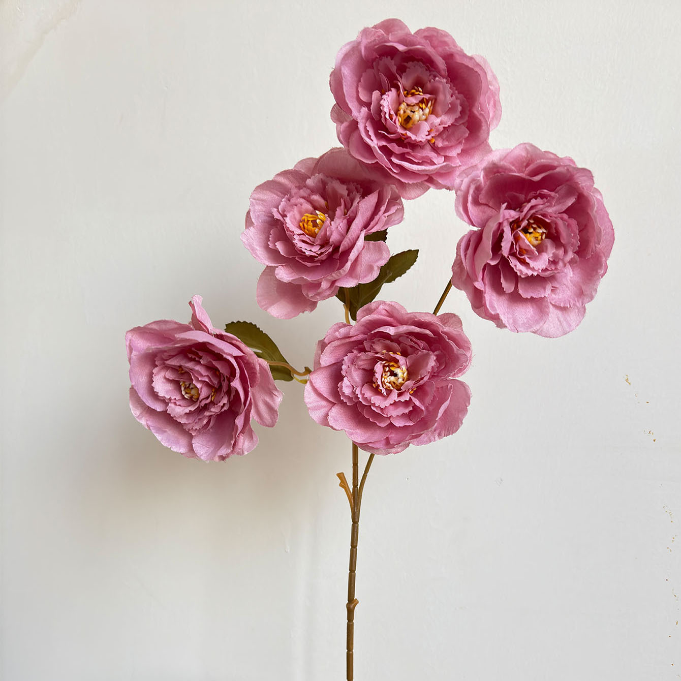 분홍색과 보라색 모란 5개가 한 가지에