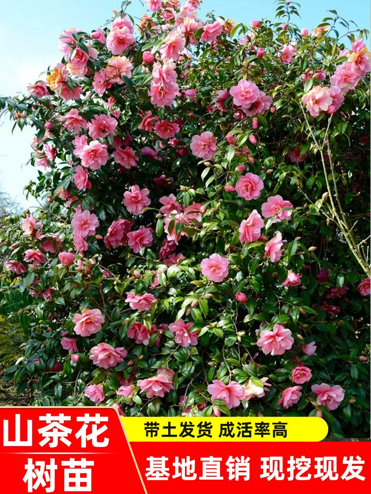 Four Seasons Camellia Tree Рассада Двор Горшечное растение с цветочными бутонами Лучжоу-аромат Пятицветные цветы Red Dan Хорошо для комнатных и наружных зеленых растений