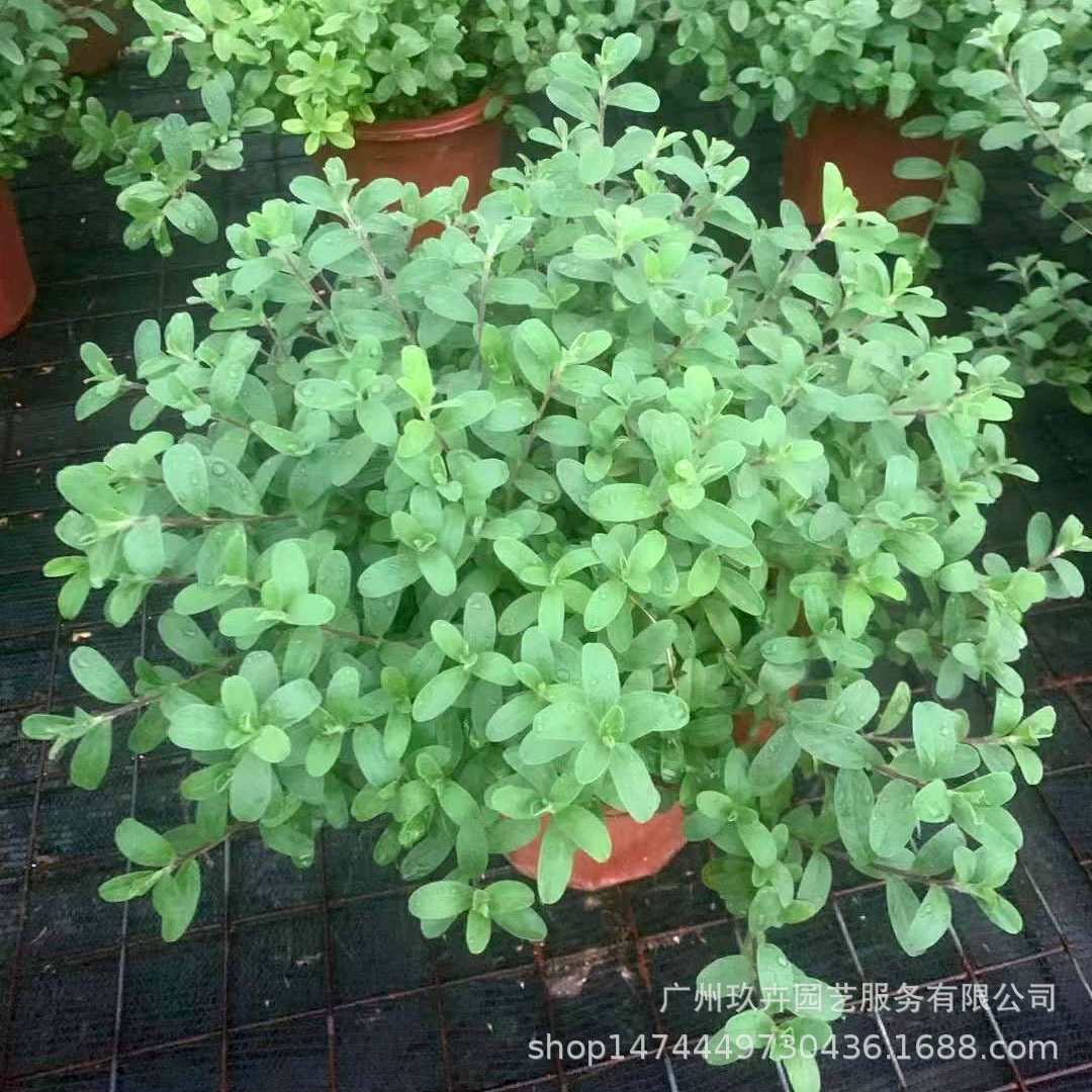 Голубая звезда цветок просмотр растений в горшке гостиная балкон озеленение Горшечное растение парк сад цветок морские цветы