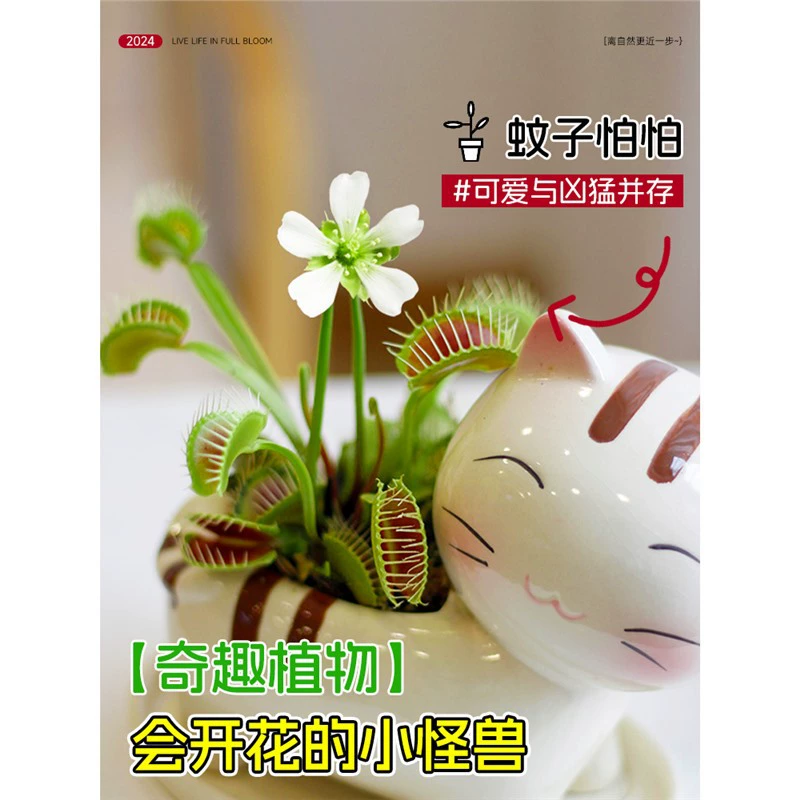 Забавная венеринка в горшке, настольная ловушка для комаров, хищное растение, ловушка для комаров, очень большое растение, ловящее насекомых.