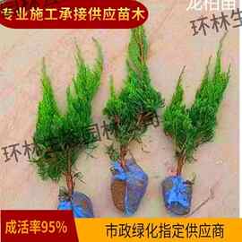 龙柏苗园林景观绿化工程绿篱四季常青色块观叶灌木苗基地直销