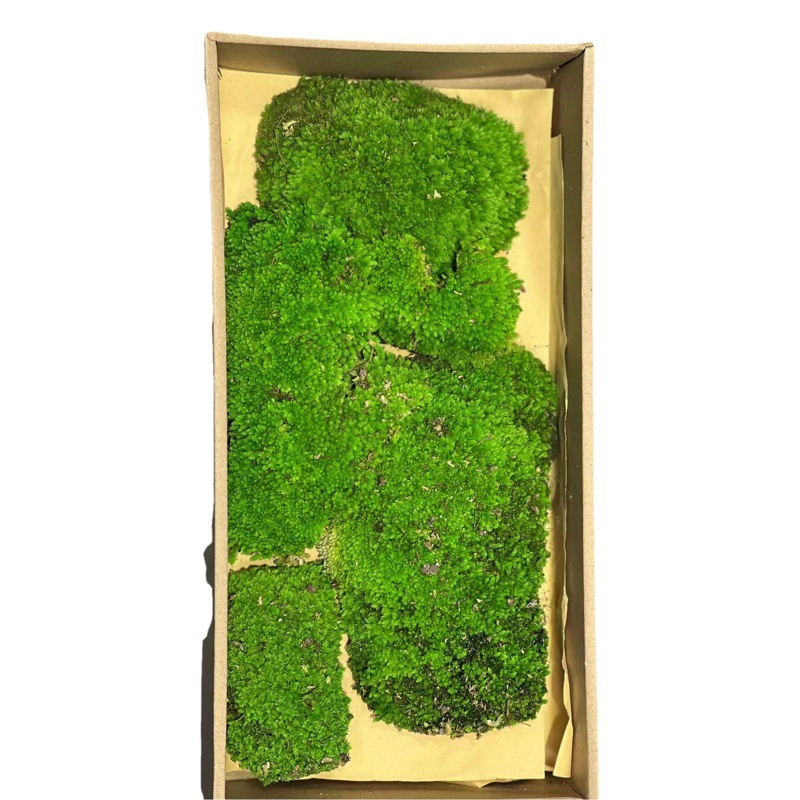 Musgo eterno Musgo musgo grande gris musgo planta verde pared Fondo planta musgo material de pared flor eterna simulación pelo blanco musgo