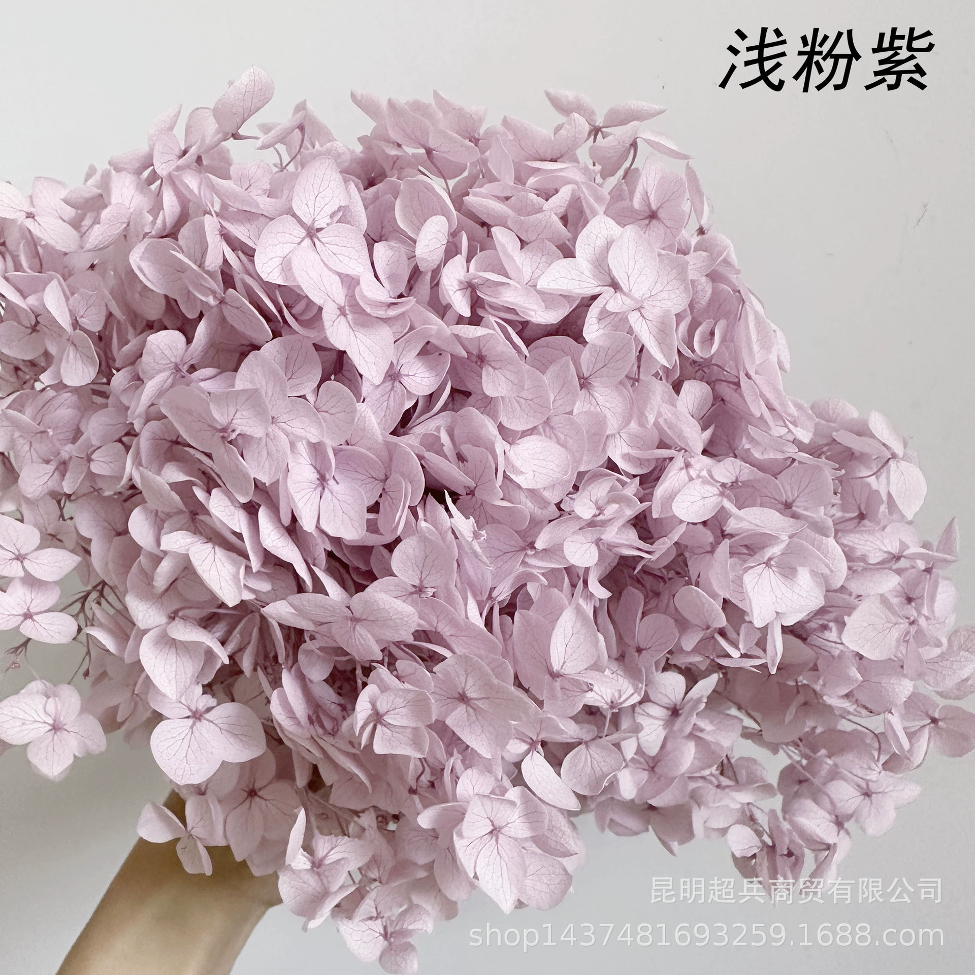 [Вечная Life Flower Hydrangea] Анна Градиентный цвет Лист Hydramid Книга цветов оптом DIY цветочная коробка материал для просмотра