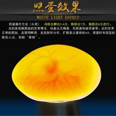 LED flashlight-style egg inspection light, strong cold light, fully automatic, for inspecting small eggs and turtle incubation