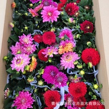 С��������   �G������������  ���ݻ��ش������l  �ͺ�����ֲ��