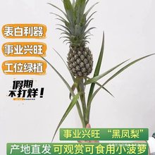 水培菠萝可食用动感光菠香蕉绿植办公室内水果插花水养鲜花卉植物