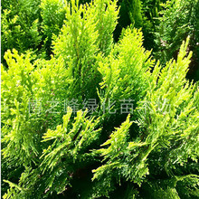 ȰذľС繤·GɰͥԺGȰ~ؘGľ