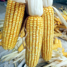 带叶干玉米棒子 装饰带皮老玉米10个农家乐活动教学道具宠物口粮