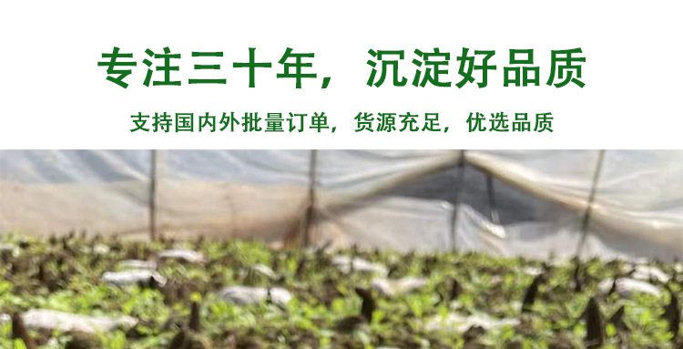 阿里羊肚菌3-55-7_01