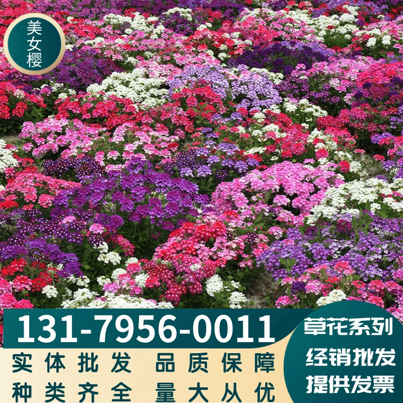 Травянистые цветы Красивая Сакура Виды Сакуры Тонкие листья Красивый Сакура Озеленение Цветок Морской Цветок Очки Полные Сорта Большое Количество Конг