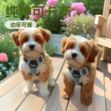 ���ֿɿ�����Ȯ�С��Ȯ����Ȯ����С���������Ȯ�豭Ȯ���幷