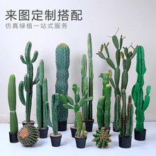 �������ƾGֲ�����b������������ᎧɳĮֲ���辰������