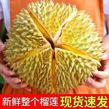 泰国金枕榴莲鲜果新鲜巴掌带壳整果金枕头批发价非猫山王包邮