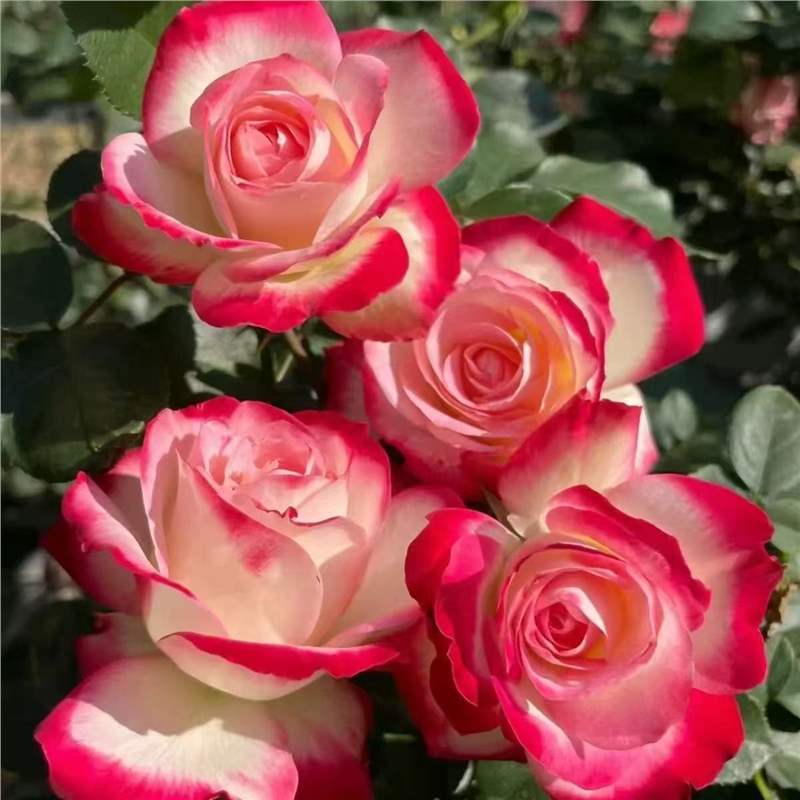 四季咲きのバラの花苗、特大の花つる苗、屋内外のバルコニー鉢植えバラ|undefined