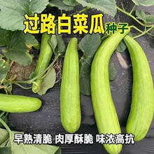 �^·�ײ˹ϷN�Ӱ׹���Ƥ�ֹ��ћ����������ˮ���߲�����N