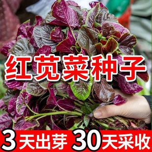 [Plant Once and Eat for a Year] Red Amaranth Seeds Can Be Harvested in 30 Days and Can Be Harvested in All Seasons. Spring Vegetable Seeds and Rapeseeds